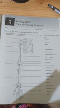 9: The Upper Limb