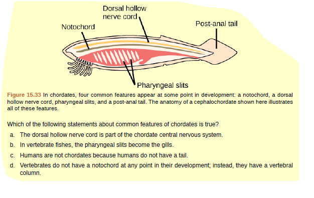 Answered: Dorsal hollow nerve cord Post-anal tail… | bartleby