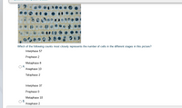 Which of the following counts most closely represents the number of cells in the different stages in this picture?
Interphase 57
Prophase 2
Metaphase 8
А.
Anaphase 10
Telophase 2
Interphase 37
Prophase 0
Metaphase 10
В.
Anaphase 2
