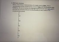 8. DNA basic structure:
Below, I have drawn a representation of a single strand of DNA. Draw a
representation of the complementary strand of DNA with the phosphate-sugar
backbone. Be sure to indicate the hydrogen bonds between base pairs, and be
sure that you correctly indicate the directionality (5' and 3' ends) of the
complementary strand.
5'
D-T
D-A
1.
P
D-C
P
D-T
D-C
3'
