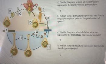 A
B
C
D
G
E
F
H
a) On the diagram, which labeled structure
represents the mature male gametophyte?
I
b) Which labeled structure represents the female
megasporangium, prior to the production of
spores?
c) On the diagram, which labeled structure
represents the immature male gametophyte?
F
d) Which labeled structure represents the mature
female gametophyte?
J