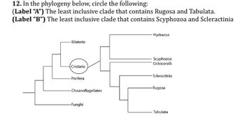 12. In the phylogeny below, circle the following:
(Label "A") The least inclusive clade that contains Rugosa and Tabulata.
(Label "B") The least inclusive clade that contains Scyphozoa and Scleractinia
-Bilateria
Cnidaria
-Porifera
-Choanoflagellates
-Funghi
Hydrazoa
Scyphozoa
Octocoralli
Scleractinia
-Rugosa
- Tabulata