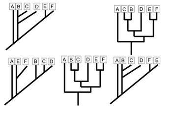 Answered: Do All The Phylogenetic Trees Below… | Bartleby