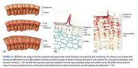 Answered: Epidermis Cortex Epidermis is tearing… | bartleby