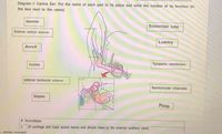 Diagram I: Canine Ear: Put the name of each part in its place and write the number of its function (in
the box next to the name)
Hammer
Eustachian tube
External vertical channel
Lobby
Anvil
Tympanic membrane
Cochlea
external horizontal channel
Semicircular channels
Stapes
Pinna
# function
1
Of cartilage and traps sound waves and directs them to the external auditory canal.
cc 5sibilityc Investigate
