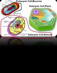 Answered: an the Eukaryotic Cell (Animal) shape… | bartleby