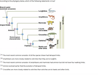 Answered: n point on ancestor) Lungfishes… | bartleby