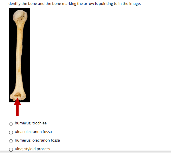 ulna bone markings
