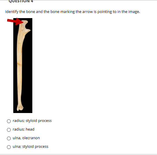 clavicle bone markings