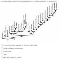 Answered: In The Phylogeny Below, The Origin Of… | Bartleby