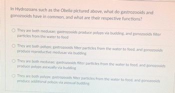 In Hydrozoans such as the *Obelia* pictured above, what do gastrozooids and gonozooids have in common, and what are their respective functions?

- They are both medusae; gastrozooids produce polyps via budding, and gonozooids filter particles from the water to feed.

- They are both polyps; gastrozooids filter particles from the water to feed, and gonozooids produce reproductive medusae via budding.

- They are both medusae; gastrozooids filter particles from the water to feed, and gonozooids produce polyps asexually via budding.

- They are both polyps; gastrozooids filter particles from the water to feed, and gonozooids produce additional polyps via asexual budding.