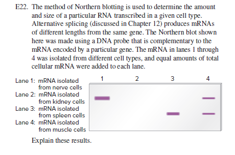 Answered: E22. The method of Northern blotting is… | bartleby