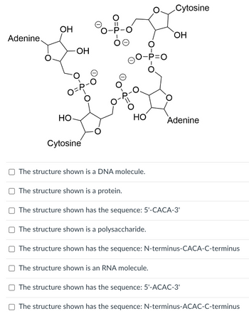 Adenine.
OH
HO
OH
0
Cytosine
HO
The structure shown is a DNA molecule.
The structure shown is a protein.
Cytosine
OH
O The structure shown has the sequence: 5'-CACA-3'
O The structure shown is a polysaccharide.
The structure shown is an RNA molecule.
Adenine
O The structure shown has the sequence: N-terminus-CACA-C-terminus
O The structure shown has the sequence: 5'-ACAC-3'
The structure shown has the sequence: N-terminus-ACAC-C-terminus