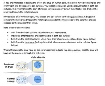 3. You are interested in testing the effect of a drug on human cells. These cells have been sampled and
evenly split into two separate cell cultures. You trigger cell division using a growth factor in both cell
cultures. This synchronises the start of mitosis so you can easily detect the effect of the drug on the
progress through the mitotic phases.
Immediately after mitosis begins, you expose one cell culture to the drug (treatment + drug) and
compare their progress through the mitotic phases under the microscope to the cells that are not
exposed to the drug (control - drug).
Here are your observations:
●
●
Cells from both cell cultures lack their nuclear membranes.
Individual chromosomes are clearly visible in both cell cultures
Cells from the control culture (- drug) have their chromosomes aligned (see figure below)
Cells from the treatment (+ drug) have their chromosomes dispersed in the cell (see figure
below).
What effect does the drug have on the chromosomes? Indicate two consequences that the drug will
have on the progress through the cell cycle.
Cells after 8h
Treatment
(+ drug)
Control
(-drug)