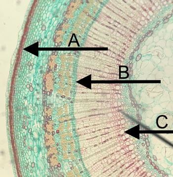 Answered: Label the three following arrows and… | bartleby