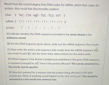 Recall from the central dogma that DNA codes for mRNA, which then codes for
protein. Also recall that directionality matters!
DNA 3' TAC - CTA -AAT - TGC - TCG-ATT 5'
mRNA 5' ???- ???- ???- ???- ???- ??? 3'
protein
? ?
? ? ?
(A) Indicate whether the DNA sequence provided is the sense strand or the
antisense strand.
?
that
(B) For the DNA sequence given above, write out the mRNA sequence that results.
(C) Now write the amino acid sequence that results from the mRNA sequence
you wrote in part (B). Use the three-letter abbreviations for the amino acids.
(D) What happens if the A that is bolded and underlined in the given DNA sequence
is mutated (changed) to a C? How is the protein affected? This can be answered in a
few words, but be specific!
(E) Now let's pretend for a moment that the protein being affected is ATP-ADP
translocase. What, if anything, would happen to the citric acid cycle? This should be
answered in a few words/one sentence max.