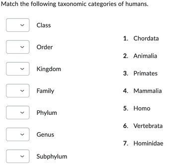 Match the following taxonomic categories of humans.
>
<
<
Class
Order
Kingdom
Family
Phylum
Genus
Subphylum
1. Chordata
2. Animalia
3. Primates
4. Mammalia
5. Homo
6. Vertebrata
7. Hominidae