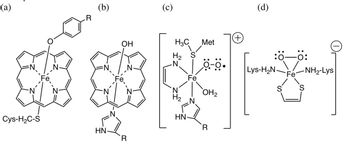 (a)
R
(b)
Cys-H₂C-S
OH
HN.
R
(c)
(d)
H3C
Met
H₂ S
:00:
N
Ö-0.
|Lys-H₂N-
-NH2-Lys
Fe
N
S
S
OH2
H2
HN
R