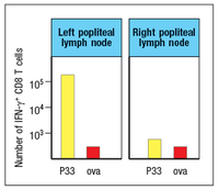 Left popliteal
lymph 'node
Right popliteal
lymph node
105
104-
103-
P33 ova
Р33
ova
Number of IFN-y+ CD8 T cells
