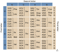 Second letter
Phe UCU
UC
UGU
UGC
UUU
UAU
UAC Tyr
UAA Stop UGA
UAG Stop UGG
Cys
UUC
Ser
Stop A
Trp G
UUA
UCA
Leu
UUG
UCG
CU
CC
CUU
CAU
CGU
U
His
CỤC
CÁC
CGC
Leu
CUA
Pro
Arg
CCA
CAA
CGA
CUG
CCG
CAG Gin
CGG
G
AAU
AGU
Asn
AUU
ACU
Ser
AAC
AGC
AUC
A
AUA
lle
ACC
Thr
ACA
Met ACG
AAA
AGA
G Lys AGG
Arg
AUG
AAG
G
GUU
GCU
GAU
GGU
GUC
GCC
GAĆ
Asp
GGC
G
GUA
Val
GCA
Ala
GAA
Gly
GGA
Glu
GUG
GCG
GAG/
GGG
G
**
First letter
Third letter
