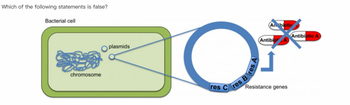 ### Image Description for Educational Use

The image illustrates a bacterial cell with its genetic components and showcases antibiotic resistance spread via plasmids. The left section represents a simplified bacterial cell, outlined in green. Inside the cell, a tangled blue structure labeled "chromosome" is shown, representing the bacterial DNA. Small circular structures are labeled as "plasmids."

**Plasmids and Resistance Genes:**

To the right, a magnified circular representation of a plasmid is depicted. This plasmid is shown to contain resistance genes, designated as "res A," "res B," and "res C." These genes confer resistance to antibiotics.

**Antibiotic Resistance Mechanism:**

The top right part of the image shows several capsules labeled "Antibiotic A," some with a cross over them, indicating resistance. An arrow points from the plasmid's gene "res A" to this crossed-out antibiotic label, illustrating that the presence of "res A" confers resistance to "Antibiotic A."

**Key Concepts:**

- **Bacterial Chromosome and Plasmids:** Bacterial DNA is contained within the main chromosome, and additional genetic material, such as plasmids, can carry beneficial mutations like antibiotic resistance.
  
- **Antibiotic Resistance Genes:** Resistance genes on plasmids can make antibiotics ineffective, posing challenges for treatment. 

This diagram serves as a visual aid to understand how bacteria can resist antibiotics through genetic adaptations.

### Question

The diagram poses the question: "Which of the following statements is false?" It invites viewers to consider the relationships depicted between the bacterial cell components and antibiotic resistance.