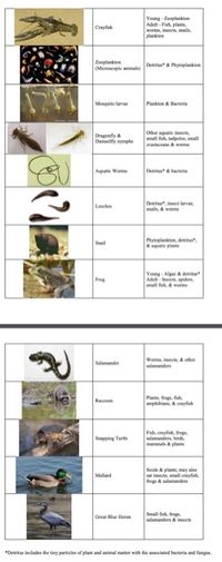 ### Aquatic and Semi-Aquatic Food Web

#### Organisms and Their Diets

1. **Crayfish**
   - **Diet:**
     - *Young:* Zooplankton
     - *Adult:* Fish, snails, insects, plant matter, detritus*

2. **Zooplankton (Ostracods & others)**
   - **Diet:** Detritus* & Phytoplankton

3. **Mosquito larvae**
   - **Diet:** Plankton & Bacteria

4. **Dragonfly & Damselfly nymphs**
   - **Diet:** Other aquatic insects, worms, crustaceans, small fish, tadpoles

5. **Aquatic Worms**
   - **Diet:** Detritus* & Bacteria

6. **Leeches**
   - **Diet:** Detritus*, insect larvae, snails & worms

7. **Snail**
   - **Diet:** Phytoplankton, detritus* & aquatic plants

8. **Frog**
   - **Diet:**
     - *Young:* Algae & detritus*
     - *Adult:* Insects, snails, small fish, & worms

---

9. **Salamander**
   - **Diet:** Worms, insects, & other invertebrates

10. **Raccoon**
    - **Diet:** Plants, frogs, fish, crayfish, & turtles

11. **Snapping Turtle**
    - **Diet:** Fish, crayfish, frogs, aquatic birds, plants, & some carrion

12. **Mallard**
    - **Diet:** Seeds & plant, insects, crustaceans, algae & small fish

13. **Great Blue Heron**
    - **Diet:** Small fish, frogs, salamanders & insects

---

*Note: Detritus includes the tiny particles of plant and animal matter with the associated bacteria and fungi.*

### Explanation of Graphs or Diagrams

This diagram presents a detailed depiction of an aquatic and semi-aquatic ecosystem food web. Each organism is accompanied by an image and a list of dietary preferences, demonstrating the complexity of food relationships in these environments. The diagram aids in understanding the role of each organism within the ecosystem by illustrating their feeding habits and connections to other species.