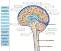 Third ventricle
Choroid plexus of
fourth ventricle
Arachnoid
Cerebellum
Dura mater
Cerebrum
Sinus
Brainstem
Lateral ventricles
Choroid plexus of
third ventricle
Subarachnoid space
Arachnoid villi
Central canal
Fourth ventricle
Pia mater
Spinal cord
