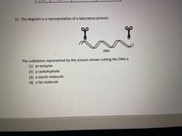 15. The diagram is a representation of a laboratory process.
DNA
The substance represented by the scissors shown cutting the DNA is
(1) an enzyme
(2) a carbohydrate
(3) a starch molecule
(4) a fat molecule
