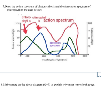 7.Draw the action spectrum of photosynthesis and the absorption spectrum of
chlorophyll on the axes below:
% use of absorbed light
100
1
50
25
chloro chlorophyll
phyll a
400
baction spectrum
500
absorption
spectrum
600
wavelength of light (nm)
700
800
100
5
50
25
% absorption of light
8.Make a note on the above diagram (Q=7) to explain why most leaves look green.