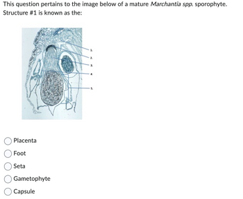 This question pertains to the image below of a mature Marchantia spp. sporophyte.
Structure #1 is known as the:
Placenta
Foot
Seta
Gametophyte
Capsule