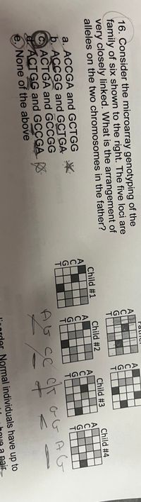 16. Consider the microarray genotyping of the
family of six shown to the right. The five loci are
very closely linked. What is the arrangement of
alleles on the two chromosomes in the father?
a. ACCGA and GCTGG
b. ACCGG and GCTGA
CACTGA and GCCGG
ACTGG and GCCGA
e. None of the above
-R
ACGT
Child #1
ACGT
CIM ME
Child #2
ACGT
A
AGST
Child #3
ACGT
하
Child #4
ACCT
AG ساس
се
Normal individuals have up to
air