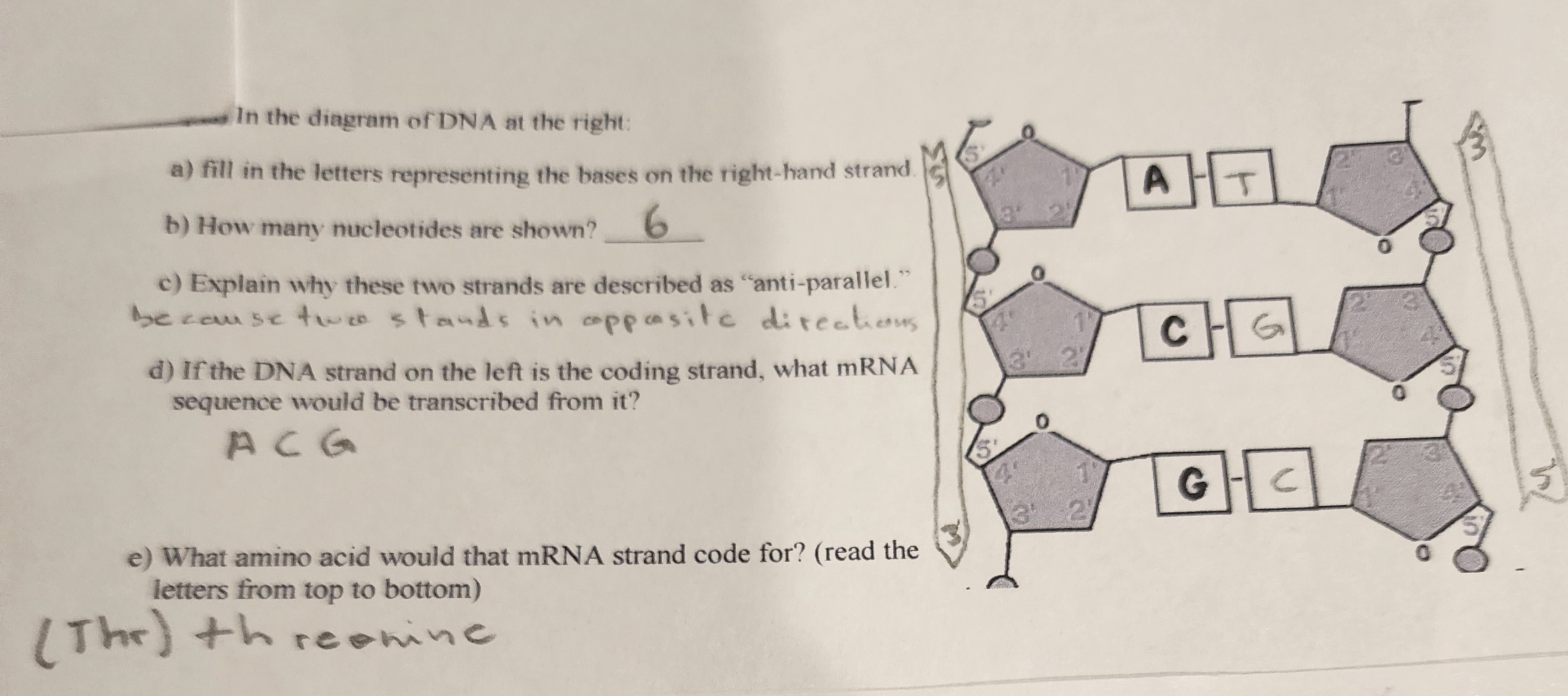 Answered: In the diagram of DNA at the right: a)… | bartleby