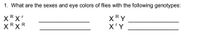 1. What are the sexes and eye colors of flies with the following genotypes:
XRX
XRXR
XRY
X'Y
