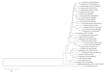 0.050
B. okuhidensis JCM 10945 (AB047684)
B. halodurans ATCC 27557 (AB021187)
B. hemicellulosilyticus DSM 16731 (AB043846)
B. bogoriensis LMG 22234 (AY376312)
B. pseudalcaliphilus DSM 8725 (X76449)
B. alcalophilus DSM 485 (X76436)
B. akibai JCM 9157 (AB043858)
B. krulwichiae NCIMB 13904 (AB086897)
B. wakoensis DSM 2521 (AB043851)
B. okhensis JCM 13040 (DQ026060)
B. macyae DSM 16346 (AY031601)
B. arseniciselenatis DSM 15340 (AF064705)
B. gibsonii DSM 8772 (X76446)
B. patagoniensis DSM 16117 (AY258614)
B. oshimensis JCM 12663 (AB188090)
B. lehensis MTCC 7633 (AY793550)
B. pseudofirmus DSM 8715 (X76439)
B. decolorationis LMG 19507 (AJ315075)
B. algicola KMM 3737 (AY228462)
B. hwajinpoensis JCM 11807 (AF541966)
B. gelatini LMG 21880 (AJ551329)
B. macauensis DSM 17262 (AY273018)
B. arsenicus DSM 15822 (AJ606700)
B. barbaricus DSM 14730 (AJ422145)
B. saliphilus DSM 15402 (AJ493660)
B. agaradhaerens strain DSM 8721 (X76445)
B. selenitireducens DSM 15326 (AF064704)
B. clarkii strain DSM 8720 (X76444)
B. cellulosilytica DSM 2522 (AB043852)
B. vedderi DSM 9768 (Z48306)
B. horti JCM 9943 (D87035)
B. mannanilyticus DSM 16130 (AB043864)
Caldalkalibacillus thermarum CGMCC 1.4242 (AY753654)
B. clausii DSM 8716 (X76440)