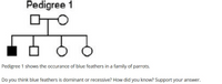 Pedigree 1
Pedigree 1 shows the occurance of blue feathers in a family of parrots.
Do you think blue feathers is dominant or recessive? How did you know? Support your answer.
