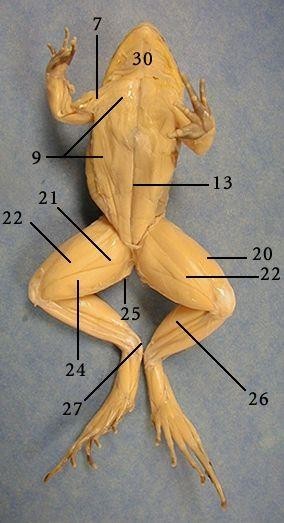 muscular system of a frog