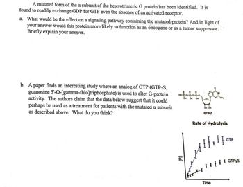 **Transcription for Educational Website**

A mutated form of the α subunit of the heterotrimeric G protein has been identified. It is found to readily exchange GDP for GTP even in the absence of an activated receptor.

a. What would be the effect on a signaling pathway containing the mutated protein? And in light of your answer would this protein more likely to function as an oncogene or as a tumor suppressor. Briefly explain your answer.

b. A paper finds an interesting study where an analog of GTP (GTPγS, guanosine 5'-O-[gamma-thio]triphosphate) is used to alter G-protein activity. The authors claim that the data below suggest that it could perhaps be used as a treatment for patients with the mutated α subunit as described above. What do you think?

**Diagram Explanation**

The diagram includes a chemical structure of GTPγS to the upper right. Below the structure is a graph illustrating the "Rate of Hydrolysis" over "Time." The graph features two curves: 

- The top curve represents GTP and shows a higher rate of hydrolysis, with increasing concentration [Pi] over time.
- The bottom curve represents GTPγS, which shows a lower rate of hydrolysis with a relatively stable concentration [Pi] over the same time period.

Error bars on the points indicate variability in the data. This suggests that GTPγS may alter G-protein activity differently than GTP.