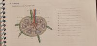 A. Labeling
Label the structure of a lymph node.
1.
6.
2.
10
3.
4.
11
5.
3.
6.
12
7.
8.
9.
10.
11.
12.
