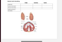 Muscles Used in Breathing
Origin
Insertion
Action
Diaphragm*
External Intercostals*
Internal Intercostals*
Abdominal Muscles*
(see below)
External
intercostal
Internal
intercostal
(a) Intercostal muscles
Xiphoid process
sternum
Foramen for interior
Foramen for
esophagus
vena cava
Costal cartilage
Central -
tendon of
diaphragm
- Diaphragm
Foramen
for aorta
Lumbar
12th rib
Quadratus
lumborum
Psoas major
