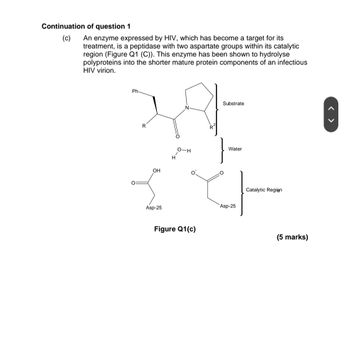 Continuation of question 1
(c) An enzyme expressed by HIV, which has become a target for its
treatment, is a peptidase with two aspartate groups within its catalytic
region (Figure Q1 (C)). This enzyme has been shown to hydrolyse
polyproteins into the shorter mature protein components of an infectious
HIV virion.
Ph
°
R
OH
Asp-25
Substrate
Water
O-H
Figure Q1(c)
Catalytic Region
Asp-25
(5 marks)