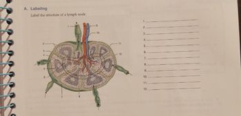 12
A. Labeling
Label the structure of a lymph node.
2
3
4
5
9
10
11
12
1.
2.
3.
4.
5.
6.
7.
8.
9.
10.
11.
12.