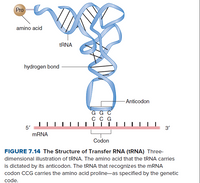 Pro
amino acid
TRNA
hydrogen bond
- Anticodon
G G C
ссG
5'
3'
MRNA
Codon
FIGURE 7.14 The Structure of Transfer RNA (TRNA) Three-
dimensional illustration of tRNA. The amino acid that the tRNA carries
is dictated by its anticodon. The TRNA that recognizes the MRNA
codon CCG carries the amino acid proline-as specified by the genetic
code.
