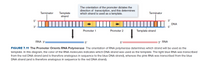 The orientation of the promoter dictates the
direction of transcription, and this determines
which strand is used as a template.
Template
strand
Terminator
Terminator
5'
3'
DNA
5'
3'
Promoter 1
Promoter 2
Template strand
RNA 3'
5'
5'
13' RNA
FIGURE 7.11 The Promoter Orients RNA Polymerase The orientation of RNA polymerase determines which strand will be used as the
template. In this diagram, the color of the RNA molecules indicates which DNA strand was used as the template. The light blue RNA was transcribed
from the red DNA strand (and is therefore analogous in sequence to the blue DNA strand), whereas the pink RNA was transcribed from the blue
DNA strand (and is therefore analogous in sequence to the red DNA strand).
