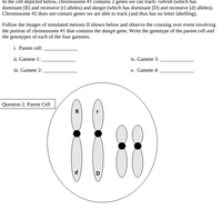 Answered: In the cell depicted below, chromosome… | bartleby