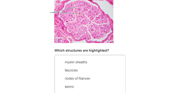 Answered: Which structures are highlighted?… | bartleby