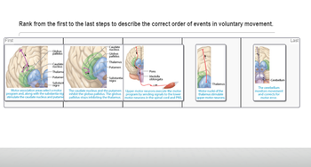 First
Rank from the first to the last steps to describe the correct order of events in voluntary movement.
-Globus
pallidus
-Caudate
nucleus
-Thalamu
-Putamer
Substant
nigra
Motor association areas select a moto
program and, along with the substantia nig
stimulate the caudate nucleus and putame
-Caudate
nucleus
Globus
pallidus
-Thalamus
-Putamen
-Substantial
nigra
The caudate nucleus and the putamen
inhibit the globus pallidus. The globus
pallidus stops inhibiting the thalamus.
-Pons
Medulla
oblongata
Upper motor neurons execute the motor
program by sending signals to the lower
motor neurons in the spinal cord and PNS.
Thalamus
Motor nuclei of the
thalamus stimulate
upper motor neurons.
-Cerebellum
The cerebellum
monitors movement.
and corrects for
motor error.
Last