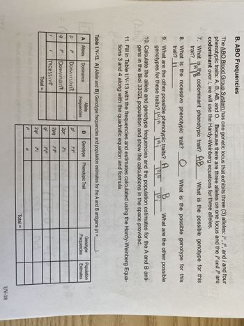 = (
B. ABO Frequencies
Age12
The ABO Blood Group System has one genetic locus that exhibits three (3) alleles: IA, IB, and i and four
phenotypic traits: A, B, AB, and O. Because there are three alleles on one locus and the and I are
codominant over i, we will use the Hardy-Weinberg equations for three alleles.
What is the possible genotype for this
TI-VO
7. What is the codominant phenotypic trait? AB
trait?
Lathe
O
8. What is the recessive phenotypic trait?
trait?_¡¡02
What is the possible genotype for this
9. What are the other possible phenotypic traits? A
B
genotypes for these traits? AA jAi 1818 |Bi
SA get?
10. Calculate the allele and genotype frequencies and the population estimates for the A and B anti-
(bb) gens in the Biol 3302L population and show the calculations in the space provided.
3
11. Fill in Table UV-13 with the frequencies and estimates calculated using the Hardy-Weinberg Equa-
tions 3 and 4 along with the quadratic equation and formula.
Table UV-13. A) Allele and B) Genotype frequencies and population estimates for the A and B antigens (n =
A Alleles Dominance
р
q
r
JA
[B
Dominant
Dominant
i recessive
Total =
Allele
Frequencies
What are the other possible
B Genotype Phenotypic Trait
p²
2pr
2pq
q²
2qr
p2²
JAJA
I^i
JAJB
IBIB
[Bi
ii
Total =
Genotype Population
Frequencies Estimates
UV-18