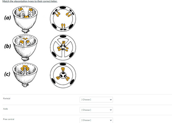 Match the placentation types to their correct letter.
(a)
(b)
(c)
Parietal
Axile
Free central
[Choose ]
[Choose ]
[Choose ]