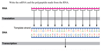 Answered: RNA Write the mRNA and the polypeptide… | bartleby