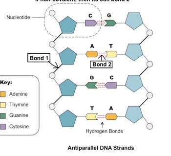 Answered: G ide A T Bond 1 Bond 2 G | bartleby